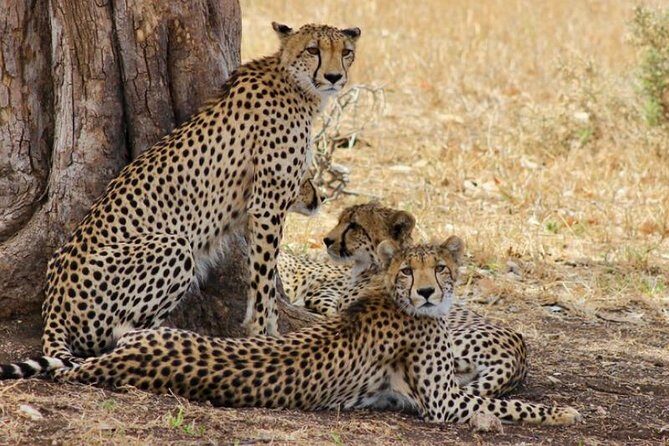 Kruger National Park Sunrise Half-Day Safari Tour - An In-Depth Look at the Kruger Sunrise Safari