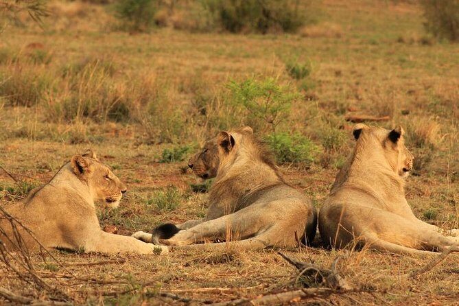 Kruger National Park Sunrise Half-Day Safari Tour - Final Thoughts on the Tour’s Value