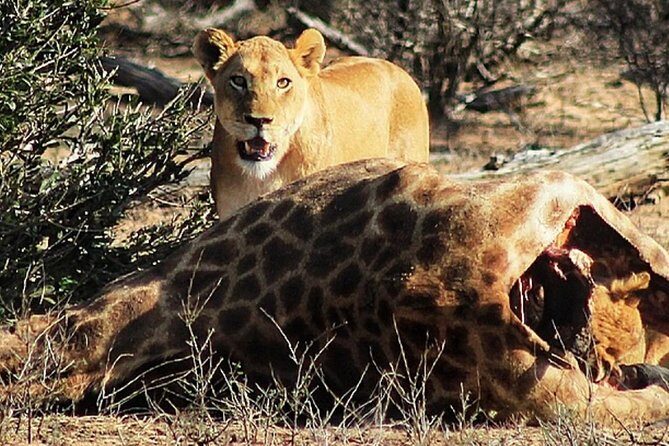 Kruger National Park Sunrise Half-Day Safari Tour - Final Takeaway