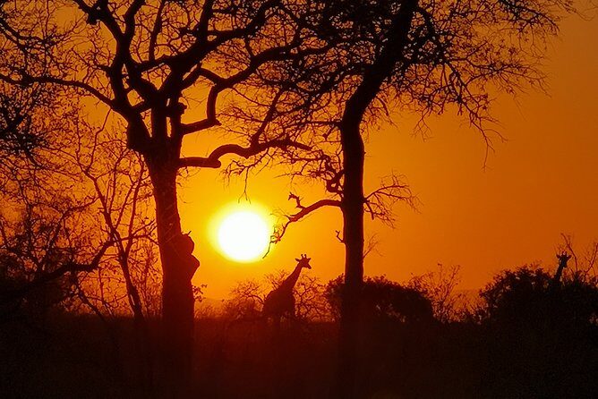 Kruger National Park - Sunset Safari trip. - Key Points