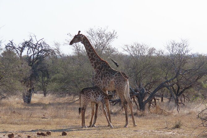Kruger National Park - Sunset Safari trip. - Sunset and Photography