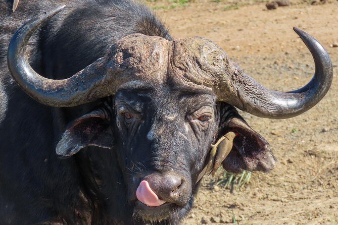 Kruger National Park - Sunset Safari trip. - Nightfall and Return