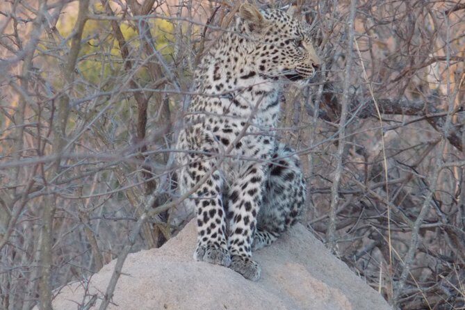 Kruger National Park - Sunset Safari trip. - The Practical Side: Pricing, Duration, and Comfort