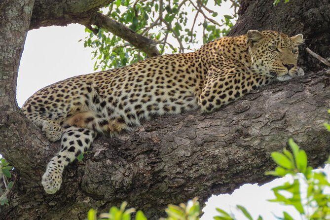 Kruger National Park - Sunset Safari trip. - The Guide and Overall Experience
