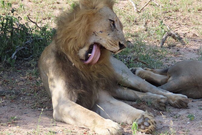 Kruger National Park - Sunset Safari trip. - Photography and Wildlife Highlights