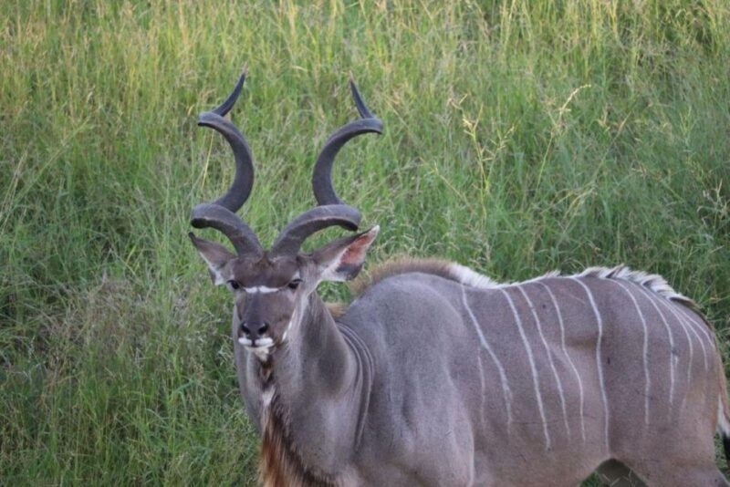 Kruger National Park, - An Overview of the Kruger Safari Experience