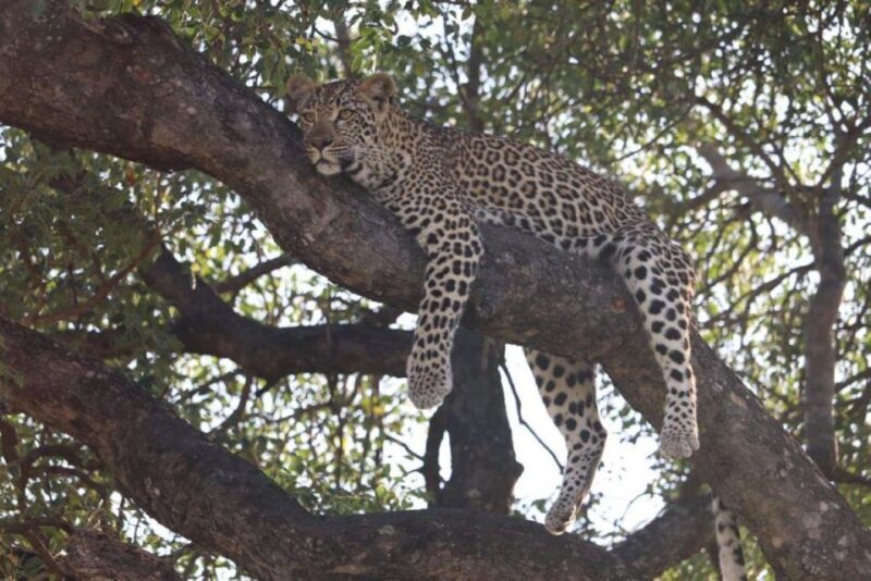 Kruger National Park, - Why This Tour Offers Good Value