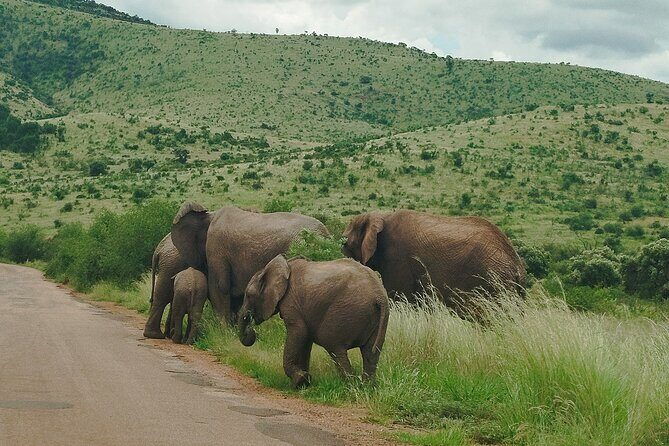 Kruger national park tour 4-days/3nights(Open safari truck) - Practical Tips for Travelers