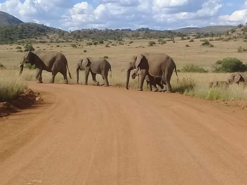 Kruger national park tour 4day-3nights (open safari vehicle) - Key Points