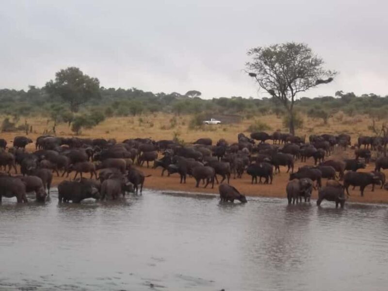Kruger national park tour 4day-3nights (open safari vehicle) - Diving Into the Experience: What to Expect on This Kruger Safari