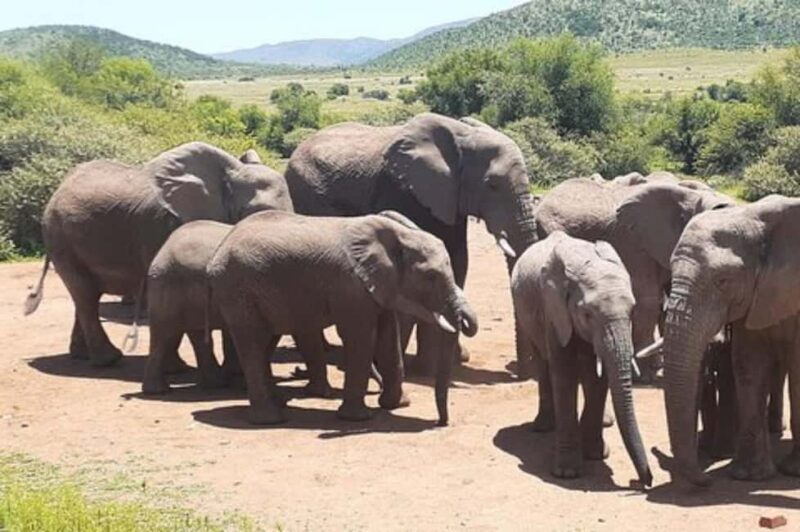 Kruger national park tour 4day-3nights (open safari vehicle) - Analyzing the Value