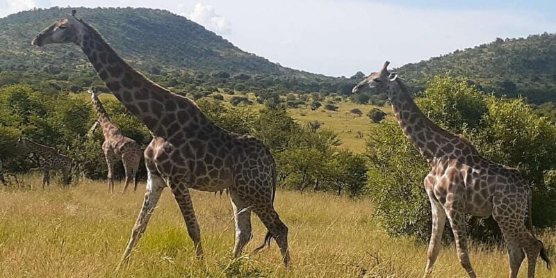 Kruger national park tour 4day-3nights (open safari vehicle) - FAQ