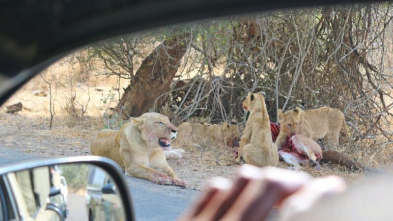 Kruger National Park: Village Tour & Halfday Kruger Safari - Why This Tour Might Be Perfect for You