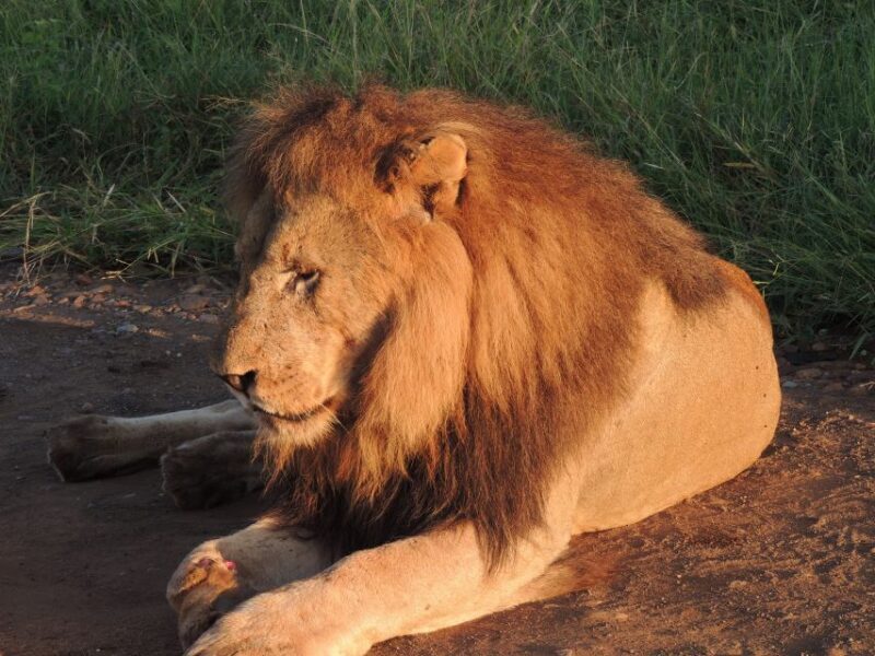 Kruger National Park: Wildlife-Watching Safari - Exploring the Kruger National Park Safari