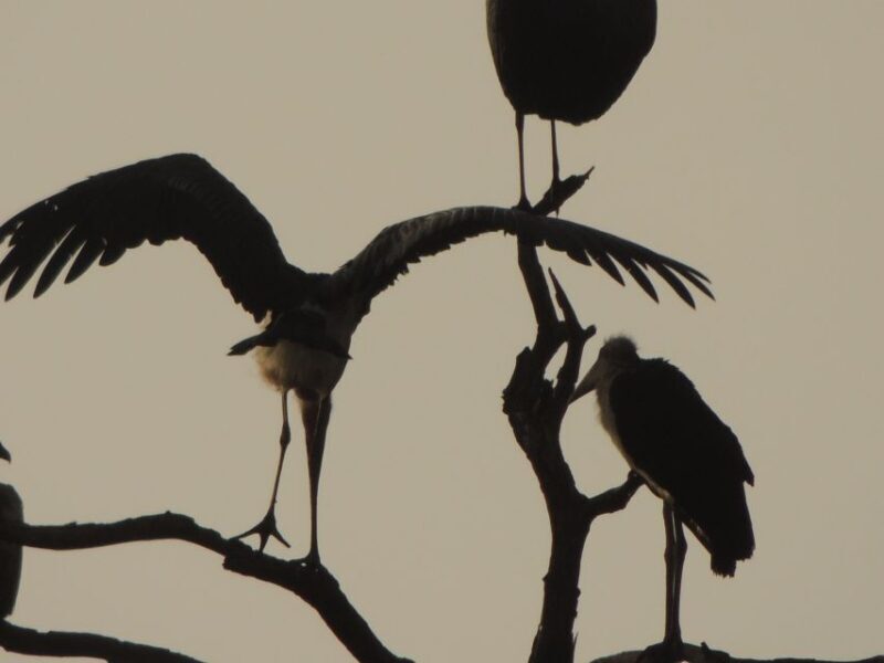 Kruger National Park: Wildlife-Watching Safari - Who Should Consider This Tour?