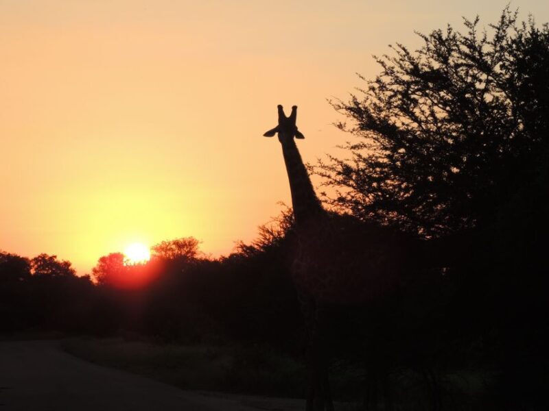 Kruger National Park: Wildlife-Watching Safari - Practical Tips for Your Safari Experience