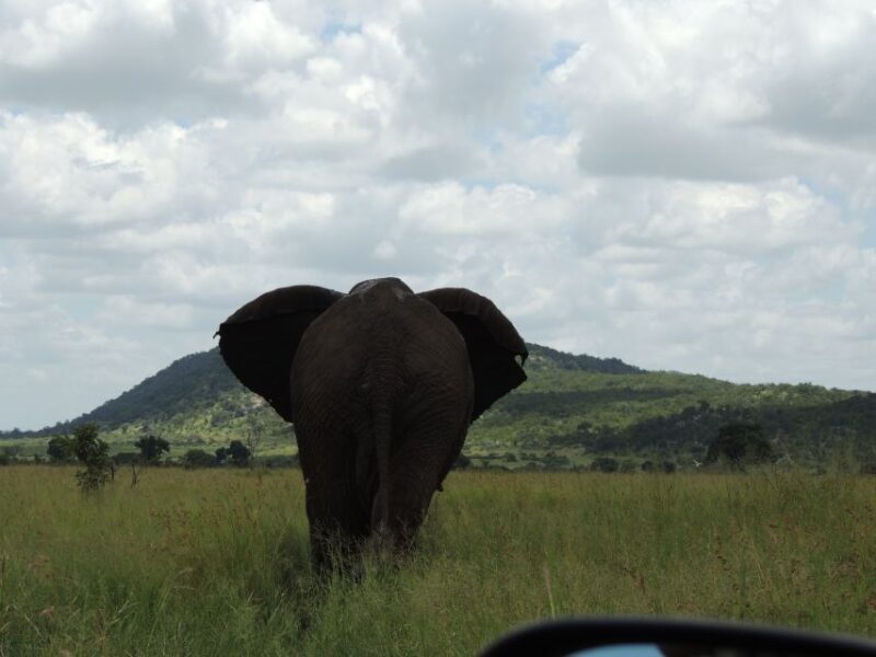 Kruger National Park: Wildlife-Watching Safari - FAQs