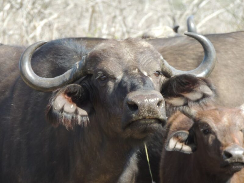 Kruger National Park: Wildlife-Watching Safari - Final Thoughts