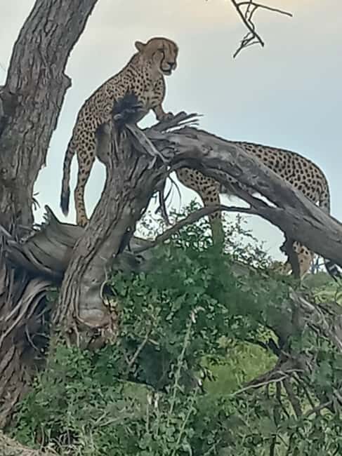 Kruger Overnight Tour: 2 days in an Open Safari Vehicle. - Key Points
