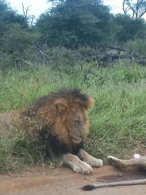 Kruger Overnight Tour: 2 days in an Open Safari Vehicle. - An In-Depth Look at the Kruger Overnight Tour