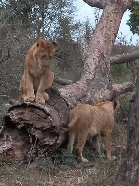 Kruger Overnight Tour: 2 days in an Open Safari Vehicle. - The Sum Up: Is It Worth It?