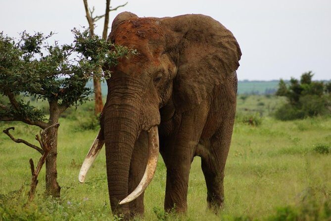 Kruger Park 2-day Safari from Maputo (Open-backed Safari Vehicle) - Discovering the Kruger Park 2-day Safari from Maputo