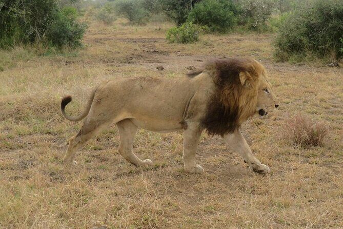 Kruger Park 2-day Safari from Maputo (Open-backed Safari Vehicle) - Pricing and Value