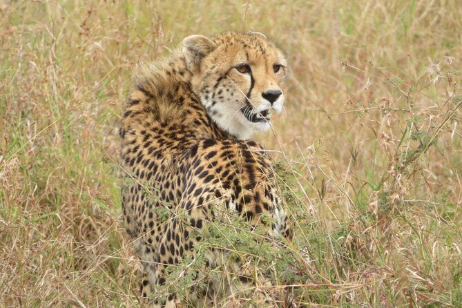 Kruger Park 2-day Safari from Maputo (Open-backed Safari Vehicle) - Who Will Love This Tour?