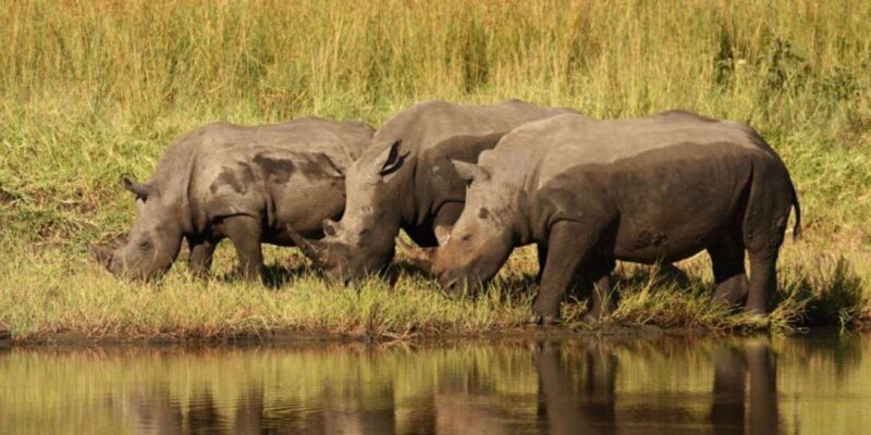 Kruger Park & Blyde River Canyon 4Day Safari fr Johannesburg - Practical Tips and Considerations