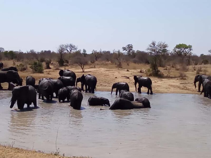 Kruger Park Full Day Guided Safari - Key Points