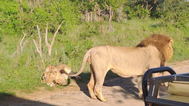 Kruger Park Full Day Guided Safari - An In-Depth Look at the Kruger Park Full Day Guided Safari