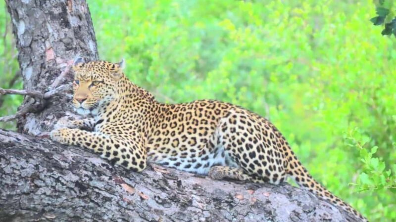 Kruger Park Full Day Guided Safari - Final Thoughts
