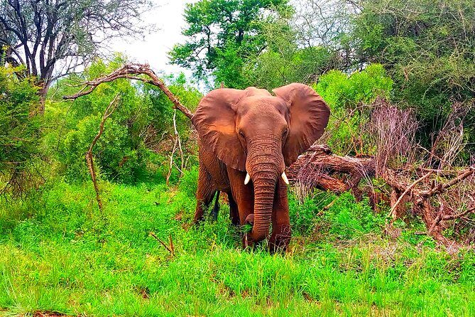 Kruger Park Full Day Guided Safari - Key Points