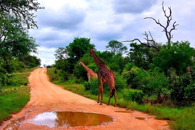 Kruger Park Full Day Guided Safari - Final Thoughts