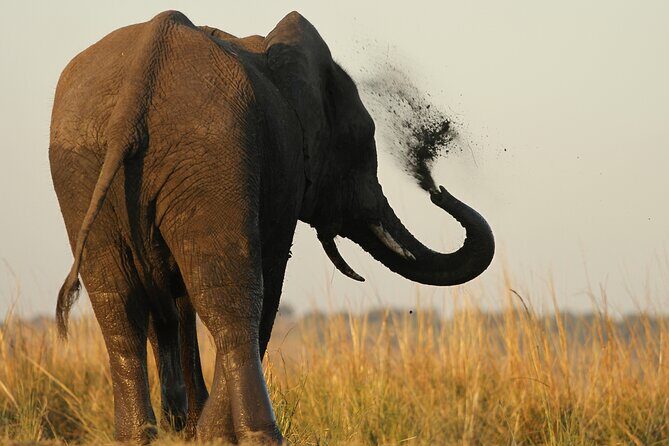 Kruger Park - Full day - Private safari vehicle - A Complete Look at the Full-Day Kruger Safari