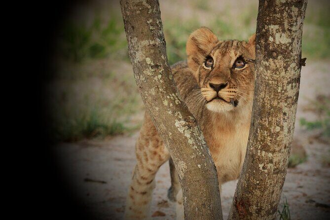Kruger Park - Full day - Private safari vehicle - The Sum Up