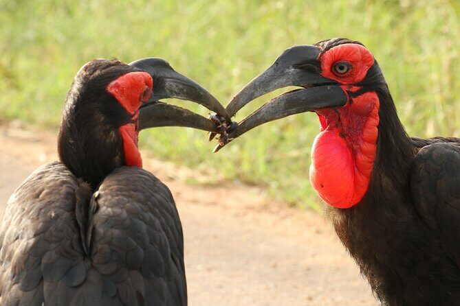 Kruger Park - Full day - Private safari vehicle - FAQs