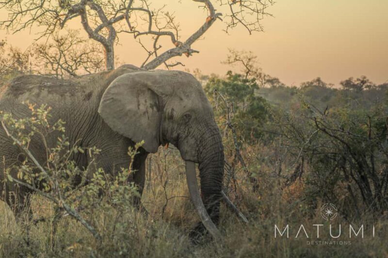 Kruger Park Full Day Safari - Key Points