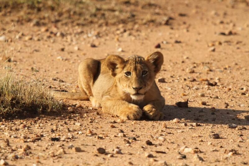 Kruger Park Full Day Safari - Getting a Feel for the Kruger Full Day Safari