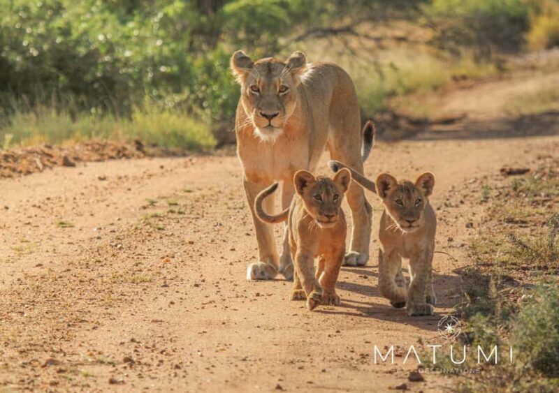 Kruger Park Full Day Safari - Pricing and Value Analysis