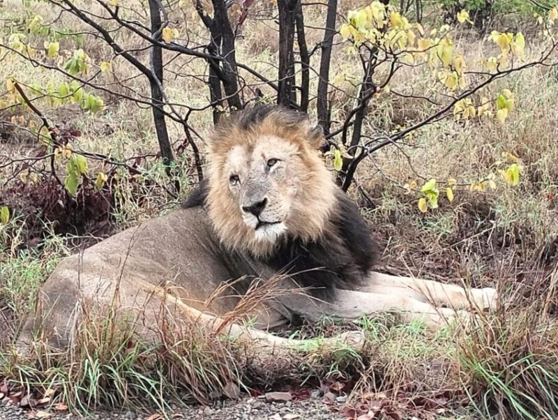 Kruger Park Safari from Maputo - An Authentic Safari Experience in a Day