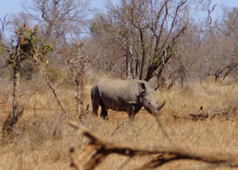 Kruger Park Safari from Maputo - The Itinerary: What You’ll Experience