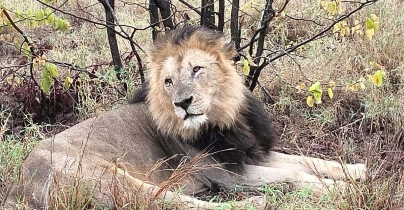 Kruger Park Safari from Maputo - Who Should Consider This Tour?