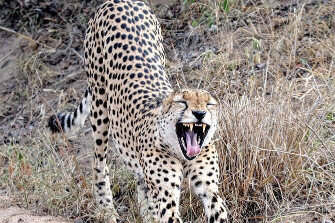 Kruger Park Safari: Guided Day Tour from Nelspruit - An Entertaining and Informed Introduction