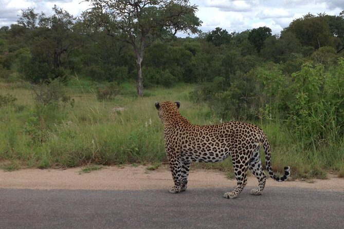 Kruger Park Safari: Guided Day Tour from Nelspruit - FAQs