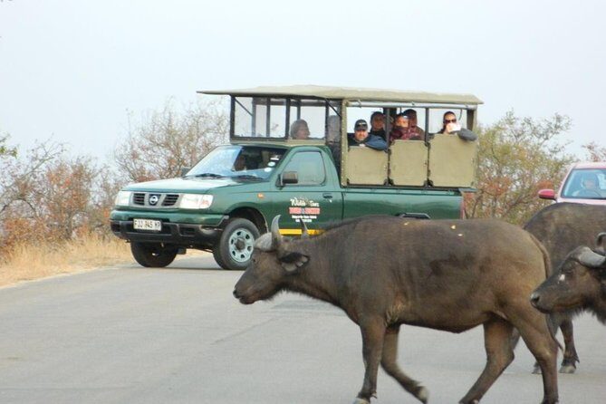 Kruger Park Safari - Half Day Game Drive from Hazyview - Authentic Experiences from Past Travelers