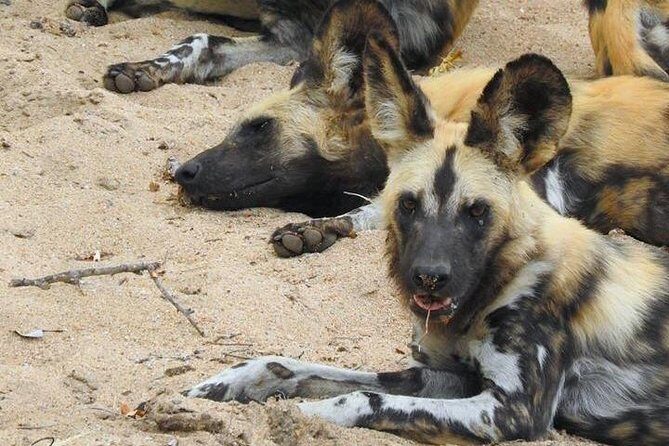 Kruger Safari Tour - Morning Half Day - Key Points