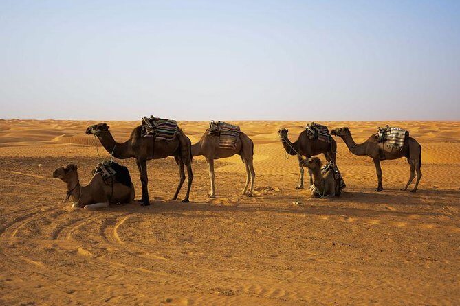 Ksar Ghilane 1 day: The hot spring and the homestay - Who Should Consider This Tour?