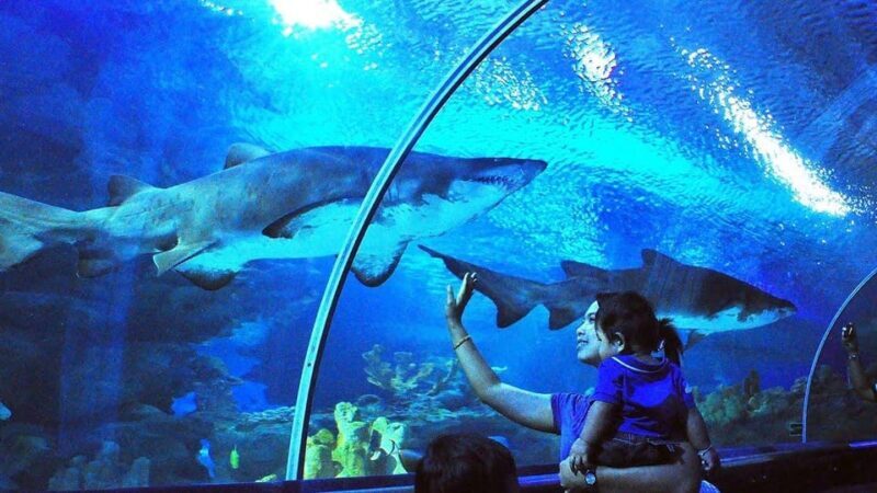 Kuala Lumpur: Aquaria KLCC Entry Ticket - An In-Depth Look at Aquaria KLCC