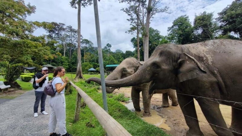 Kuala Lumpur: Batu Caves & Kuala Gandah Elephant Sanctuary - Batu Caves: A Cultural and Visual Feast